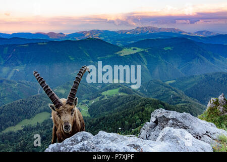 Fladnitz an der Teichalm : homme Alpensteinbock, bouquetin (Capra ibex), vue depuis le mont Rote Wand (à droite) pour monter en montagne, Schöckl Grazer Bergland dans un Banque D'Images