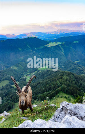 Fladnitz an der Teichalm : homme Alpensteinbock, bouquetin (Capra ibex), vue depuis le mont Rote Wand (à droite) pour monter en montagne, Schöckl Grazer Bergland dans un Banque D'Images
