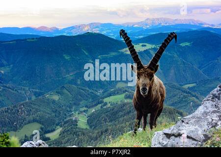 Fladnitz an der Teichalm : homme Alpensteinbock, bouquetin (Capra ibex), vue depuis le mont Rote Wand (à droite) pour monter en montagne, Schöckl Grazer Bergland dans un Banque D'Images