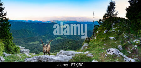 Fladnitz an der Teichalm : homme Alpensteinbock, bouquetin (Capra ibex), vue depuis le mont Rote Wand (à droite) pour monter en montagne, Schöckl Grazer Bergland dans un Banque D'Images