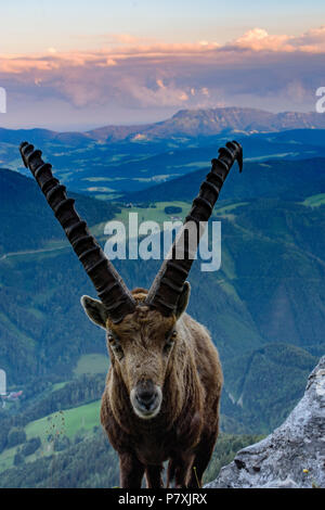 Fladnitz an der Teichalm : homme Alpensteinbock, bouquetin (Capra ibex), vue depuis le mont Rote Wand (à droite) pour monter en montagne, Schöckl Grazer Bergland dans un Banque D'Images