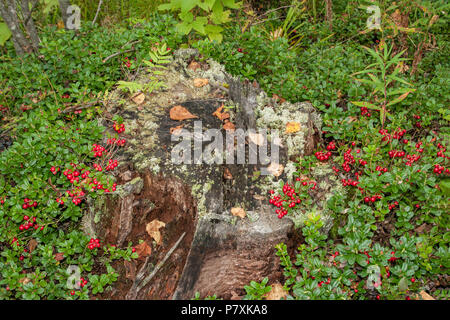 Canneberges automne croissant sur une vieille souche pourrie moussus. rouge et Airelles dans la clairière de la forêt. Banque D'Images