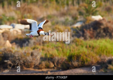 Tadorne Casarca Tadorna tadorna) féminin (survolant Estanyets de Can Marroig (zones humides du Parc Naturel de Ses Salines, Majorque, Iles Baléares, Espagne) Banque D'Images