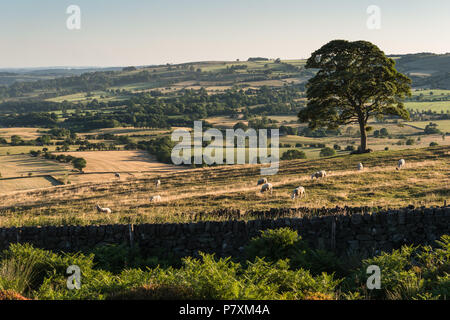 Vue depuis les blattes dans le Staffordshire Parc national de Peak District proche de poireau dans la lumière chaude soirée d'été avec l'herbe desséchée en paysage Banque D'Images