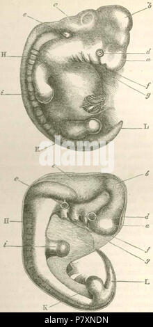 Gravure sur bois représentant la même apparence d'un embryon humain (en haut) et un embryon de chien (en bas), de Charles Darwin's Descent of Man (1871). Légende originale : Fig. 1.-figure du haut les droits de l'embryon, d'Ecker. La figure inférieure que d'un chien, de Bischoff. 1871131 Descente fig02 Banque D'Images