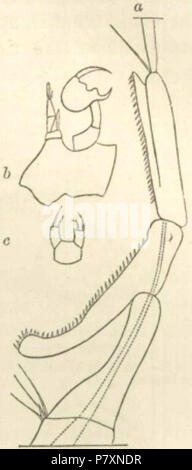 De Charles Darwin's Descent of Man (1871). Légende originale : Fig.4. Labidocera Darwinii (de Lubbock). Étiquetés sont : a. Une partie de l'antenne antérieure droite de l'homme, la formation d'un organe préhensile. b. Paire de pattes thoraciques postérieures de l'homme. c. Idem de femelle. 1871131 Descente fig04 Banque D'Images