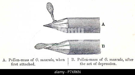 Anglais : Figure 2 de l'édition 1877 de Charles Darwin's fertilisation des orchidées. Numérisée à partir d'une copie de l'œuvre à l'Université du Massachusetts à Amherst. 27 juin 2009, 18:10 (UTC) la fertilisation des orchidées 158 figure 2c Banque D'Images