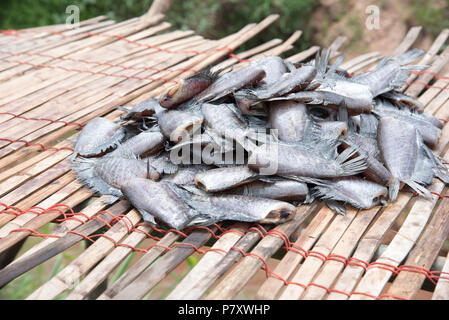 Beaucoup de poisson séché salé appelé 'Trichogaster pectoralis' sur la feuille de bambou, poisson sans tête sur la feuille de bambou Banque D'Images