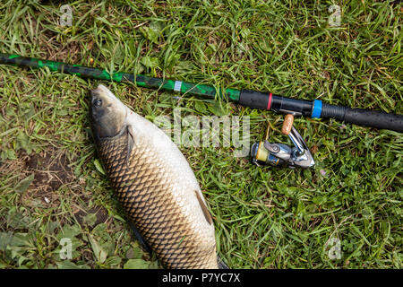 Attraper les poissons d'eau douce et des cannes à pêche moulinets de pêche sur l'herbe verte. Amour blanc et canne à pêche avec reel allongé sur l'herbe verte.Pêche à la concep Banque D'Images