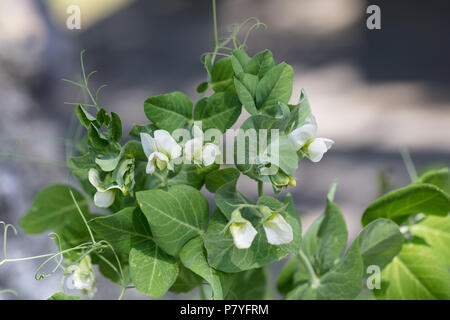 Roodbloeiende «Grijze, Sockerärt' du pois (Pisum sativum) Banque D'Images