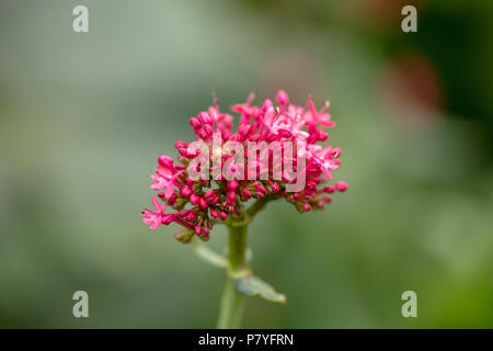 'Jolie Betsy' rouge de valériane, Pipört (Centranthus ruber) Banque D'Images