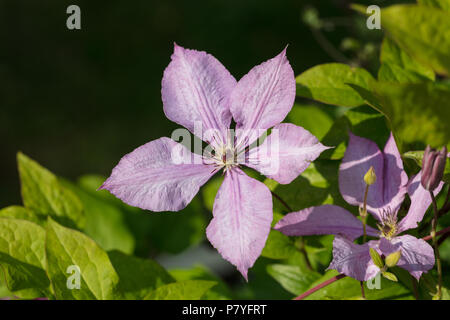 'Margaret Hunt' la fin de groupe à grande fleur, Sena storblommig gruppen (Clematis) Banque D'Images