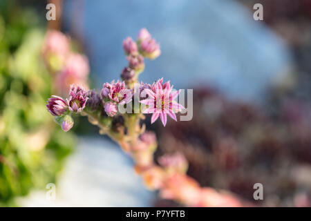 Maison commune-poireau, Taklök (Sempervivum tectorum) Banque D'Images