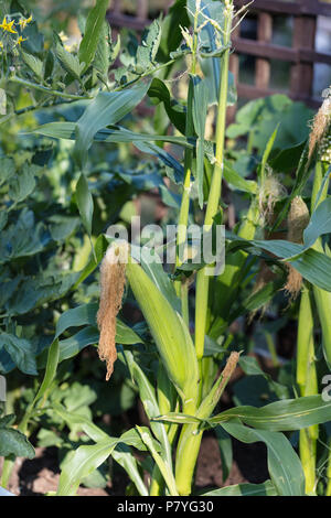 'F1', Sockermajs Gucio Maïs (Zea mays) Banque D'Images