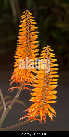 Hauteur des pics de belles fleurs orange vif de l'Aloès aloe 'Eager Beaver' plante succulente tolérant la sécheresse, sur un fond sombre Banque D'Images