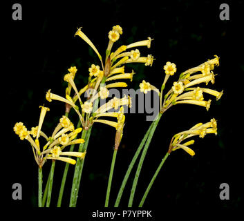 Grappe de fleurs jaunes de Crytanthus mackenii cultivar, South African Fire Lily, une ampoule de floraison d'hiver, sur fond noir Banque D'Images