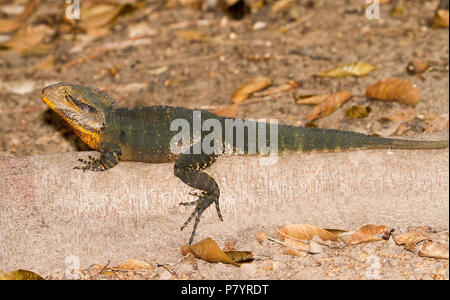 L'eau de l'Est de l'Australie, dragon Itellegama lesueurii ornage avec des taches sur le visage, sur la racine de l'arbre exposée au bord du lac dans un parc de la ville Banque D'Images