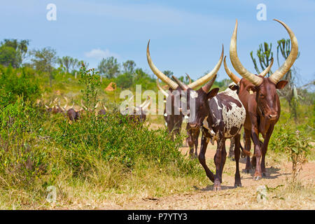 Les bovins, les vaches Ankole Watusi, lac Mburo, Ouganda, Afrique de l'Est Banque D'Images