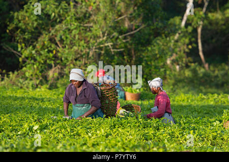 La récolte du thé, les femmes ougandaises dans la région de plateau récolte Ankole, Ouganda Banque D'Images