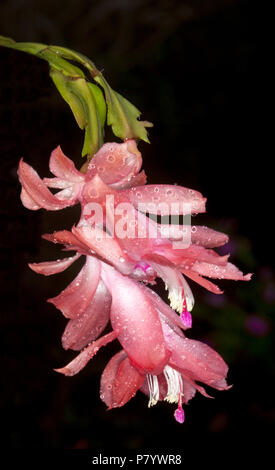 De superbes fleurs roses abricot de Schlumbergera truncata Zygocactus / 'Sanibel', cactus de Noël, sur fond noir Banque D'Images