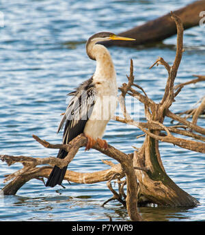 À cou de serpent vert, Anhinga novaehollandiae, avec des plumes gonflée et humide, perché sur log qui dépasse de l'eau bleu du lac en Australie Banque D'Images