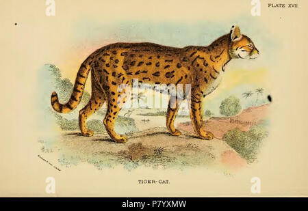 Tiger-Cat / Felis tigrina. Maintenant probablement Oncilla / Leopardus tigrinus. 1896253 Lydekker - Tiger-Cat Banque D'Images