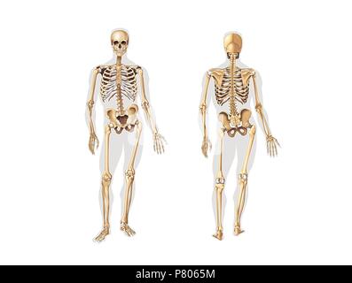 Squelette, vue antérieure et postérieure. Banque D'Images