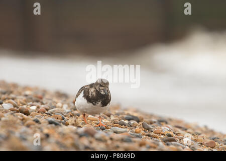 Un collier (Arenaria interpres) à la recherche de nourriture sur la plage à Aldeburgh, Suffolk Banque D'Images