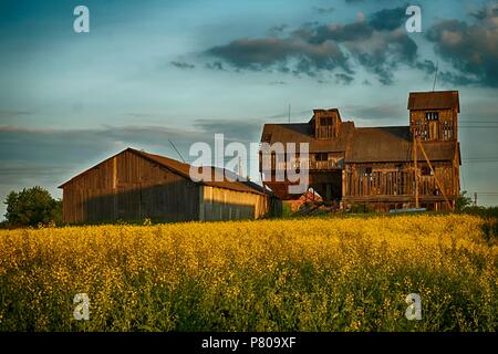 Domaine de colza jaune et de la vieille grange en bois et les bâtiments de ferme au coucher du soleil dans un magnifique paysage agricole Banque D'Images