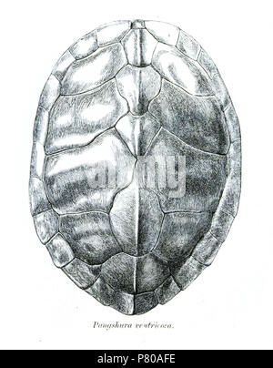 Pangshura ventricosa  = Pangshura tecta (Gray, 1831) Anglais : Indian Tortue carapace, couverte de nageoire dorsale . 1870 (publié en 1871) 300 PangshuraVentricosa Banque D'Images