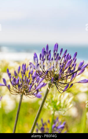 Un champ de Triteleia laxa Banque D'Images