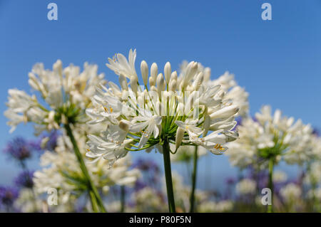 Un champ de Triteleia laxa Banque D'Images