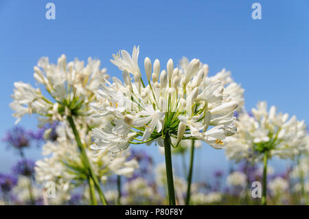 Un champ de Triteleia laxa Banque D'Images