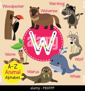 Enfants mignons W lettre alphabet zoo drôle de traçage pour enfants cartoon animal vocabulaire anglais d'apprentissage Illustration de Vecteur