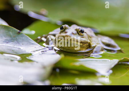La grenouille verte (Rana Lithobates clamitans melanota) Banque D'Images