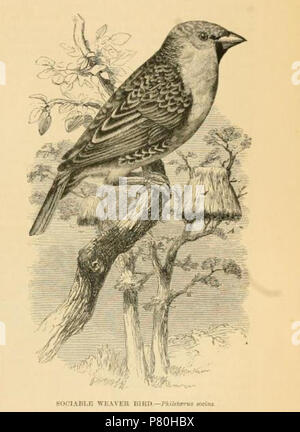 Anglais : Sociable Weaver Philetairus socius. Illustration de l'illustre l'histoire naturelle, vol 2. (1862) par J. G. Wood. 29 novembre 2015 309 Philetairus socius illustration 1862 Banque D'Images