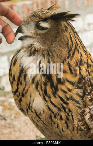 Caressant l'homme belle owl Banque D'Images