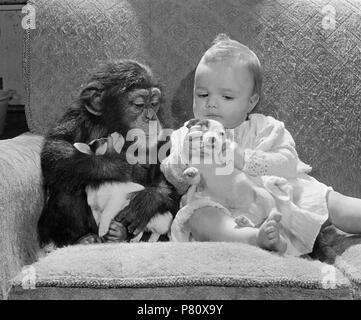 Avec bébé chimpanzé et chiots Jack Russell, Angleterre, Grande-Bretagne Banque D'Images