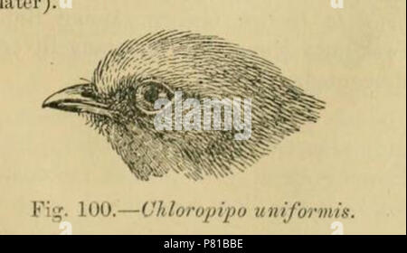 N/A. N/A 406 Xenopipo uniformis head Banque D'Images