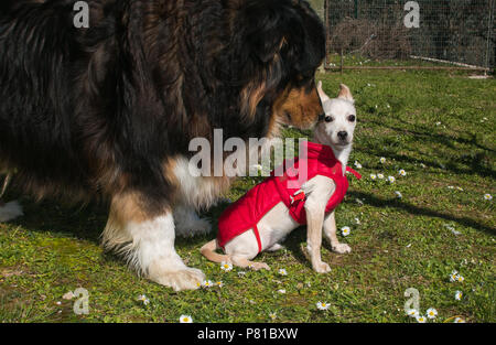 Portrait de chiens drôles : berger australien et chiot pinscher - Chihuahua Banque D'Images