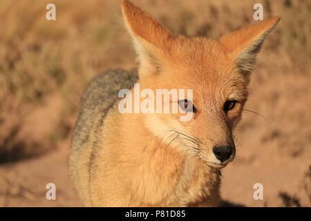 Gros plan d'une belle Communauté Andine Fox dans le désert d'Atacama, l'Altiplano au Chili, en Amérique du Sud Banque D'Images