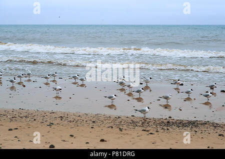 Les mouettes par temps nuageux, une volée d'oiseaux sur la plage Banque D'Images