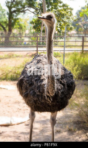 Autruche gris marche dans le zoo Banque D'Images