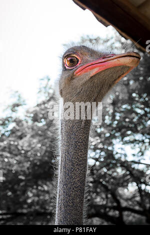 Autruche gris marche dans le zoo Banque D'Images