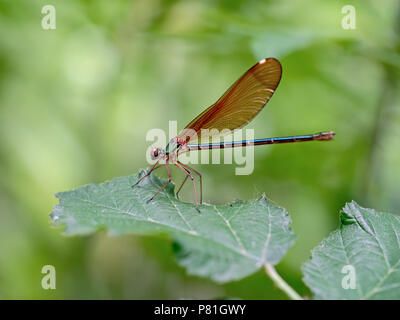 La belle demoiselle, Calopteryx virgo, est une demoiselle européenne appartenant à la famille des Calopterygidae. Femelle sur feuille. Banque D'Images