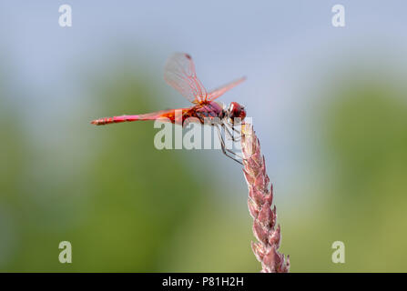 Crocothemis erythraea est une des espèces de libellules de la familles des aka le vaste commune, écarlate scarlet-vert, rouge vert et d'écarlate libellule. Mâle dans l'habitat. Banque D'Images