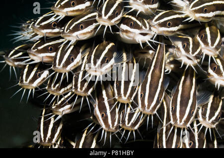 Poisson-chat rayé (Plutosus lineatus) l'école. Manado, Sulawesi, Indonésie. Banque D'Images