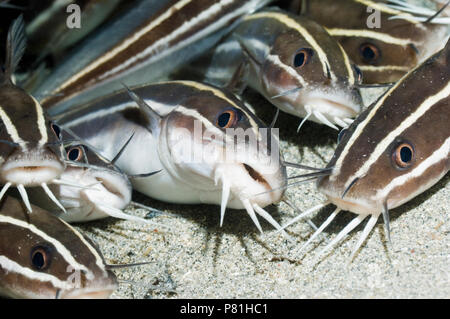 Poisson-chat rayé (Plutosus lineatus) se trouvant à l'arrêt sur fond de sable. Manado, nord de Sulawesi, en Indonésie. Banque D'Images