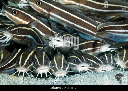 Poisson-chat rayé (Plutosus lineatus) se trouvant à l'arrêt sur fond de sable. Manado, nord de Sulawesi, en Indonésie. Banque D'Images
