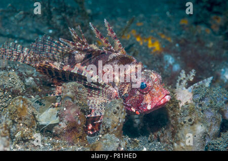 Dendrochirus brachypterus poisson lion [taupes]. Détroit de Lembeh, au nord de Sulawesi, Indonésie. Banque D'Images